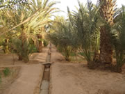 maroc_palmeraie_1